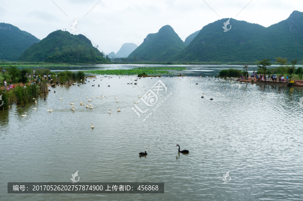 普者黑,天鵝湖