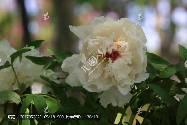 牡丹