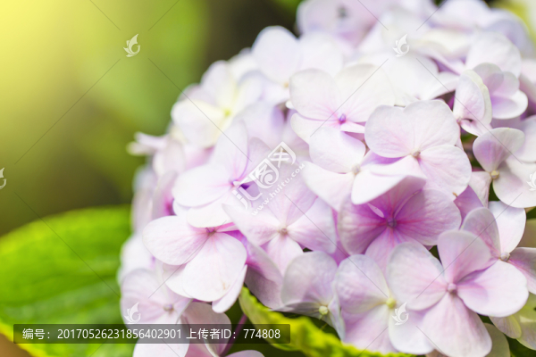 繡球花