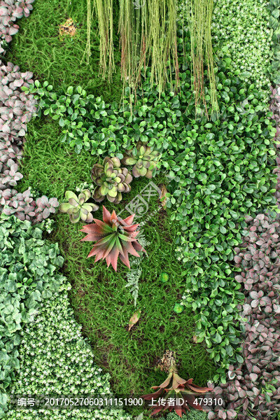 綠色植物墻,綠植,植物墻,花卉