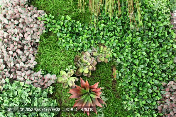 綠色植物墻,綠植,植物墻,花卉