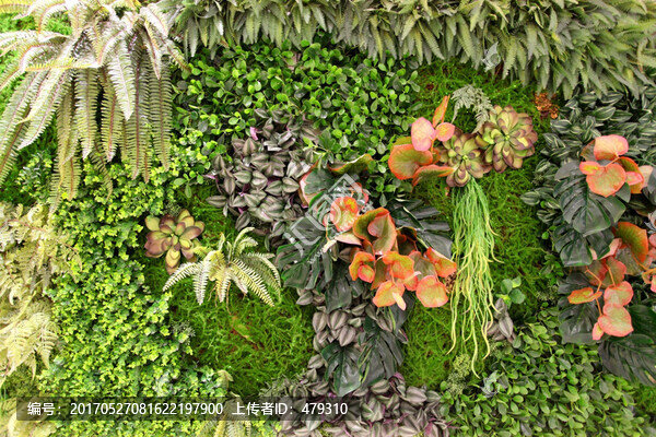 綠植,植物墻,花卉