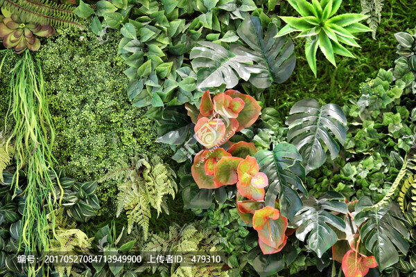 植物墻,花卉