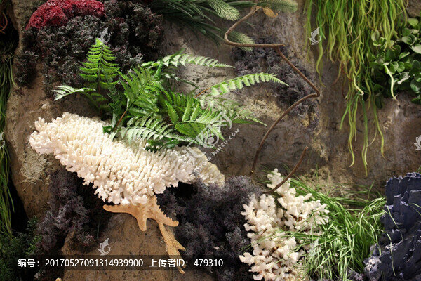 珊瑚,熱帶,景觀,海底世界,海