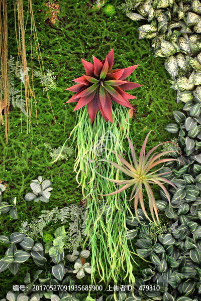 綠色植物墻,綠植,植物墻,花卉