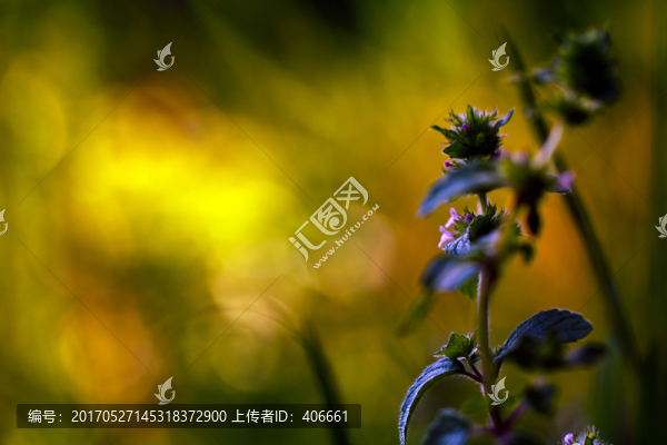 夏枯草