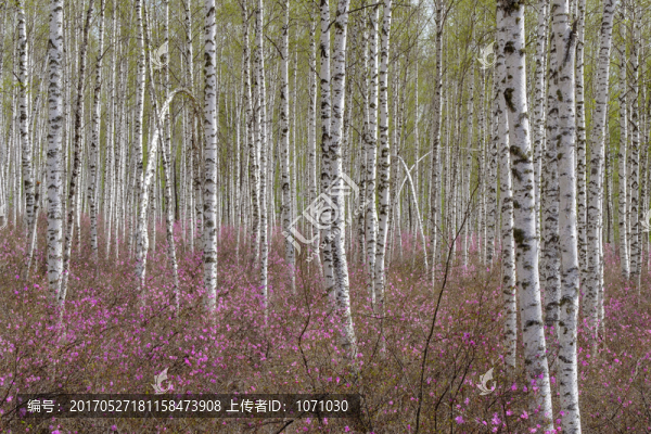 白樺林