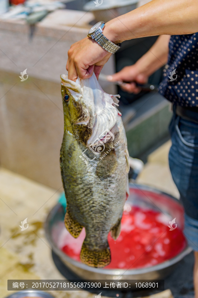 殺魚(yú),老虎魚(yú)