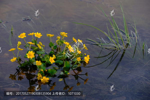 生長在水中黃花