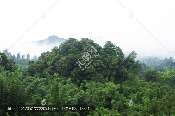 沐川石字埂竹海風(fēng)光