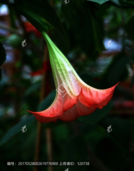 花卉,曼陀羅花,紅綠色