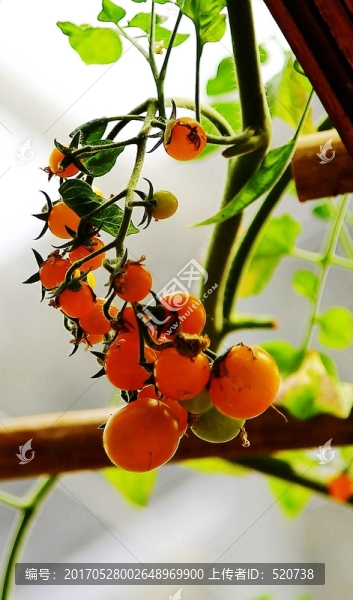 蔬菜,奇珍,異果,,異形