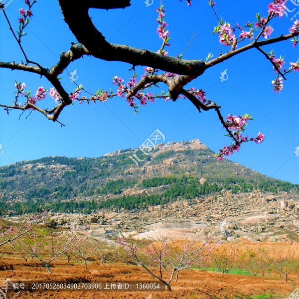 山谷,桃花