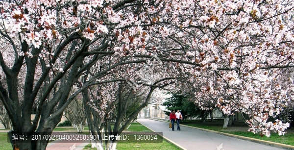 春天,李花,風景