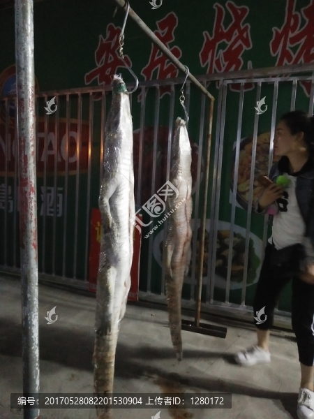 懸掛鱷魚(yú)-匯圖網(wǎng) www.fosd68.com 懸掛鱷魚(yú)