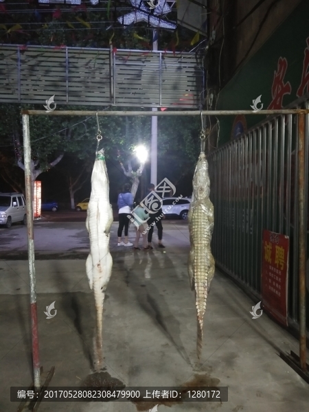 宰殺鱷魚