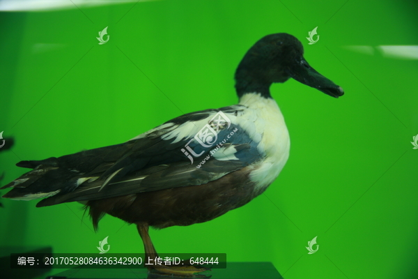 琵嘴鴨標本