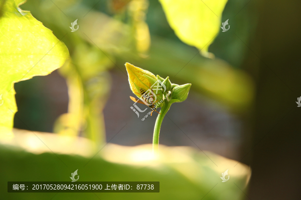 葫蘆花