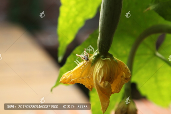 葫蘆花
