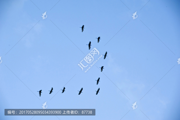 雁陣