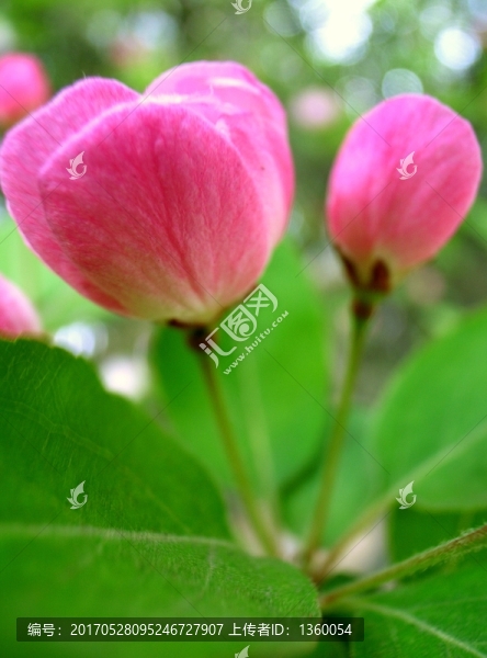 木李花