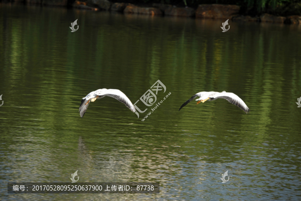 天鵝湖