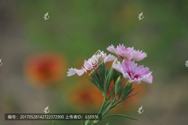 石竹花