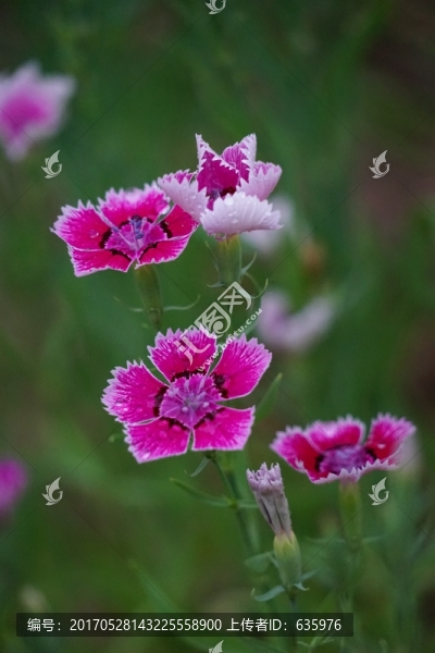 石竹花