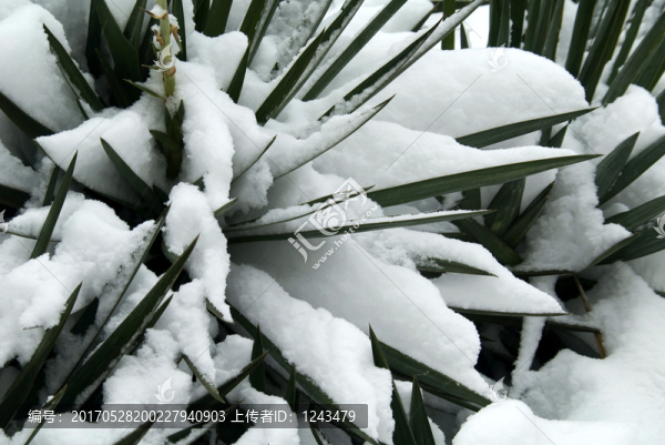 劍蘭雪