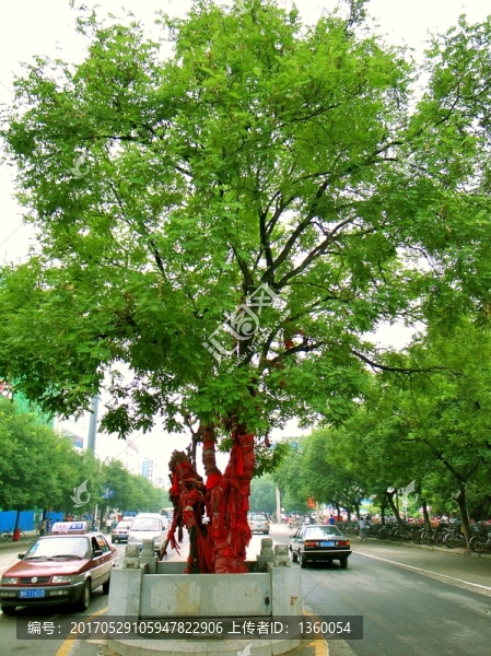 槐樹,城市,歷史