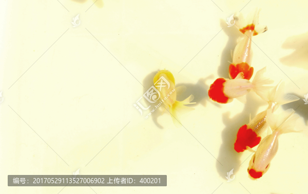 金魚(yú)