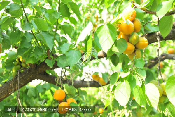 果實(shí),果樹