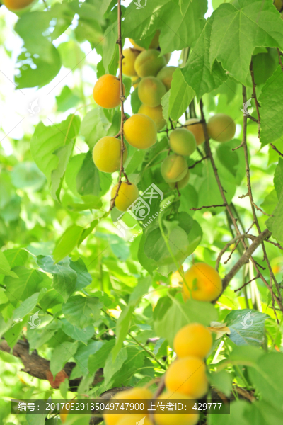 杏園,,麥黃杏