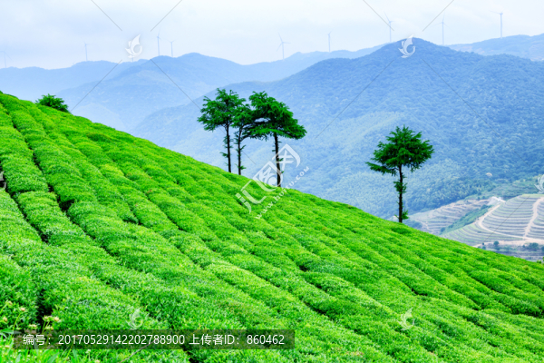 綠樹茶園