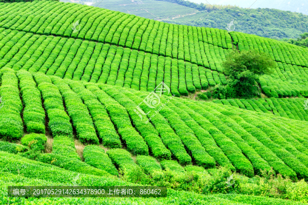 茶山茶場,茶園,茶場茶樹,茶葉