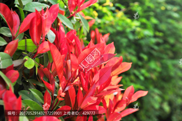 紅葉石楠
