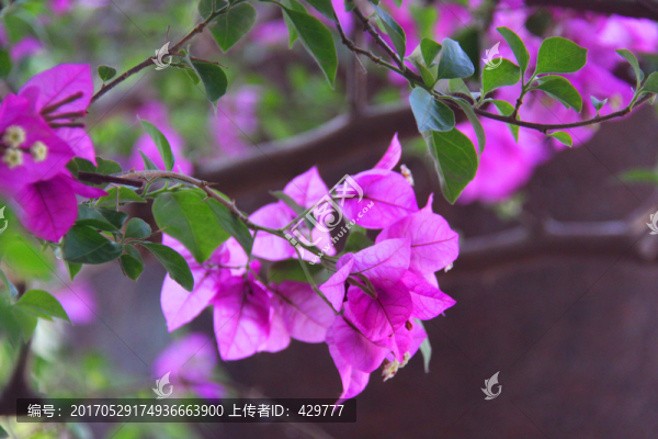 三角梅盆景