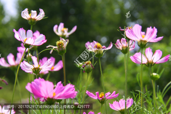 花海,,,花草