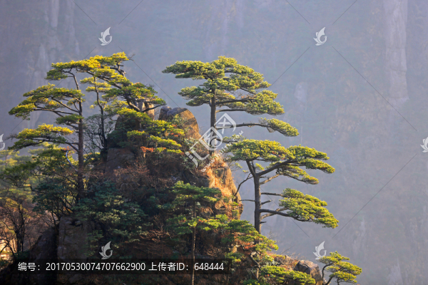 黃山奇松