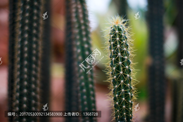 華南植物園,仙人掌