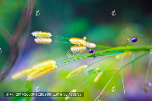 狗尾巴草