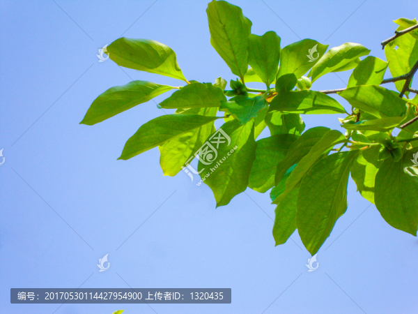 柿樹