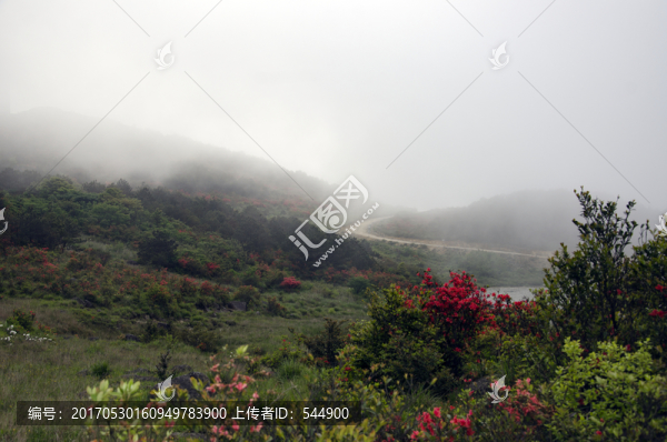 高崗杜鵑花