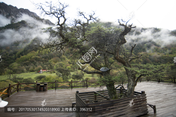 沙棘樹