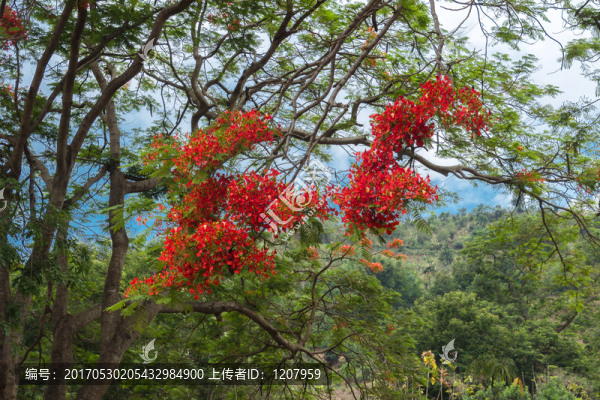 鳳凰花