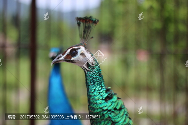 孔雀