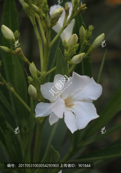 白花夾竹桃
