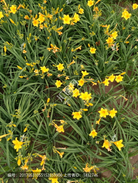 公園綠化植被