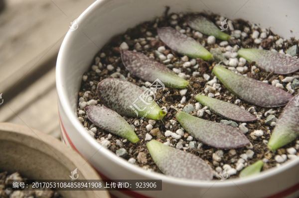 多肉植物葉插