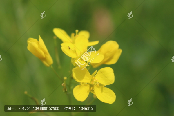 油菜花